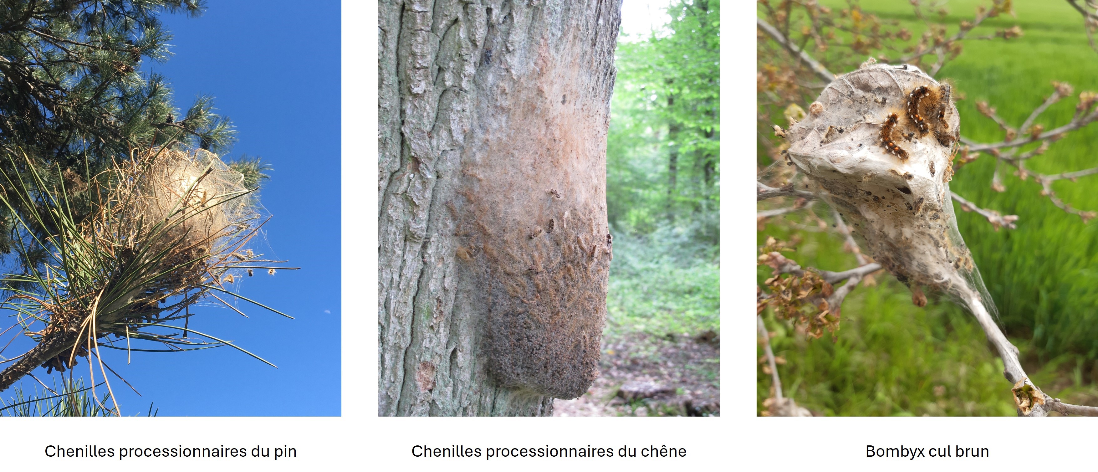 chenille